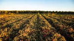 A field of tomato crops in rows