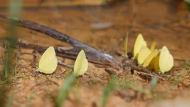 A group of yellow butterflies resting on the ground, surrounded by twigs and a few blades of grass.