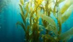 Seaweed swaying in the ocean